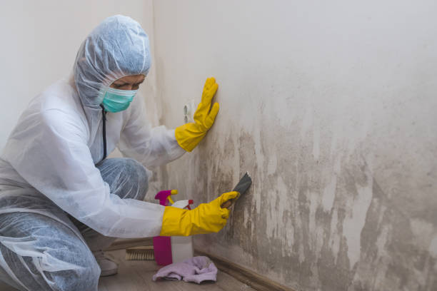 Best Industrial Mold Remediation in Appleton City, MO