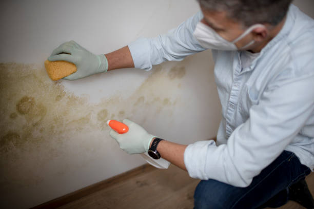 Trusted Appleton City, MO Mold Remediation Experts