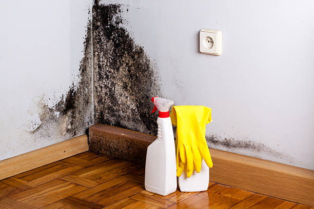 Best Commercial Mold Remediation in Appleton City, MO